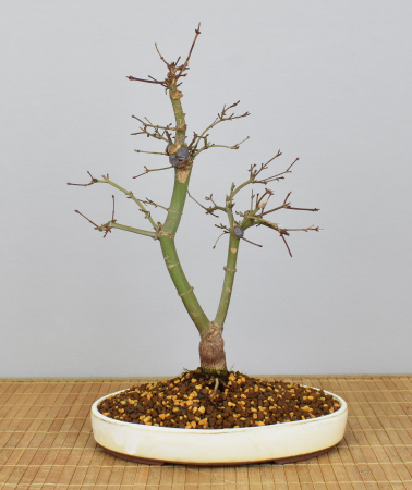 Bonsai Outdoor, Roter Fächerahorn (Acer palmatum 'deshojo')